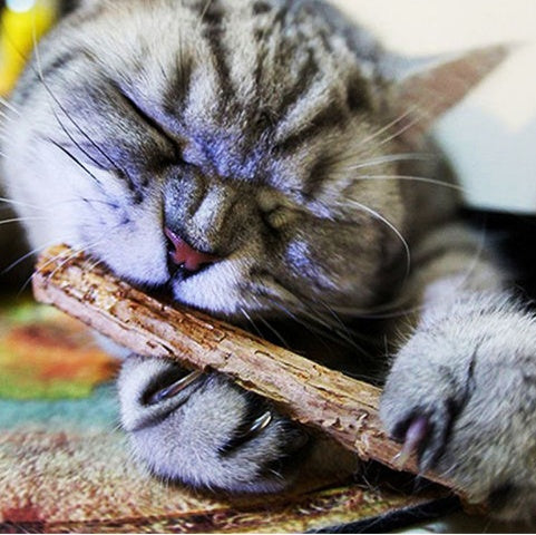 5 PCS Matatabi Catnip Chew Toys for Cats - Natural Dental & Stress Relief Chew Sticks