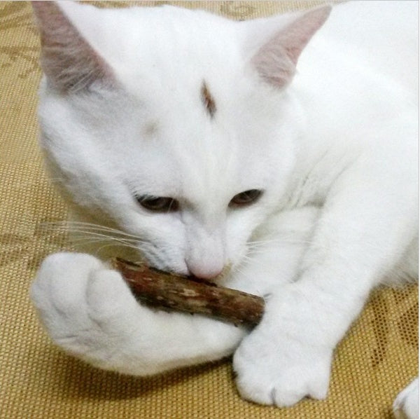 5 PCS Matatabi Catnip Chew Toys for Cats - Natural Dental & Stress Relief Chew Sticks